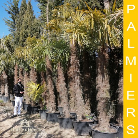 Les palmiers de The Teak House